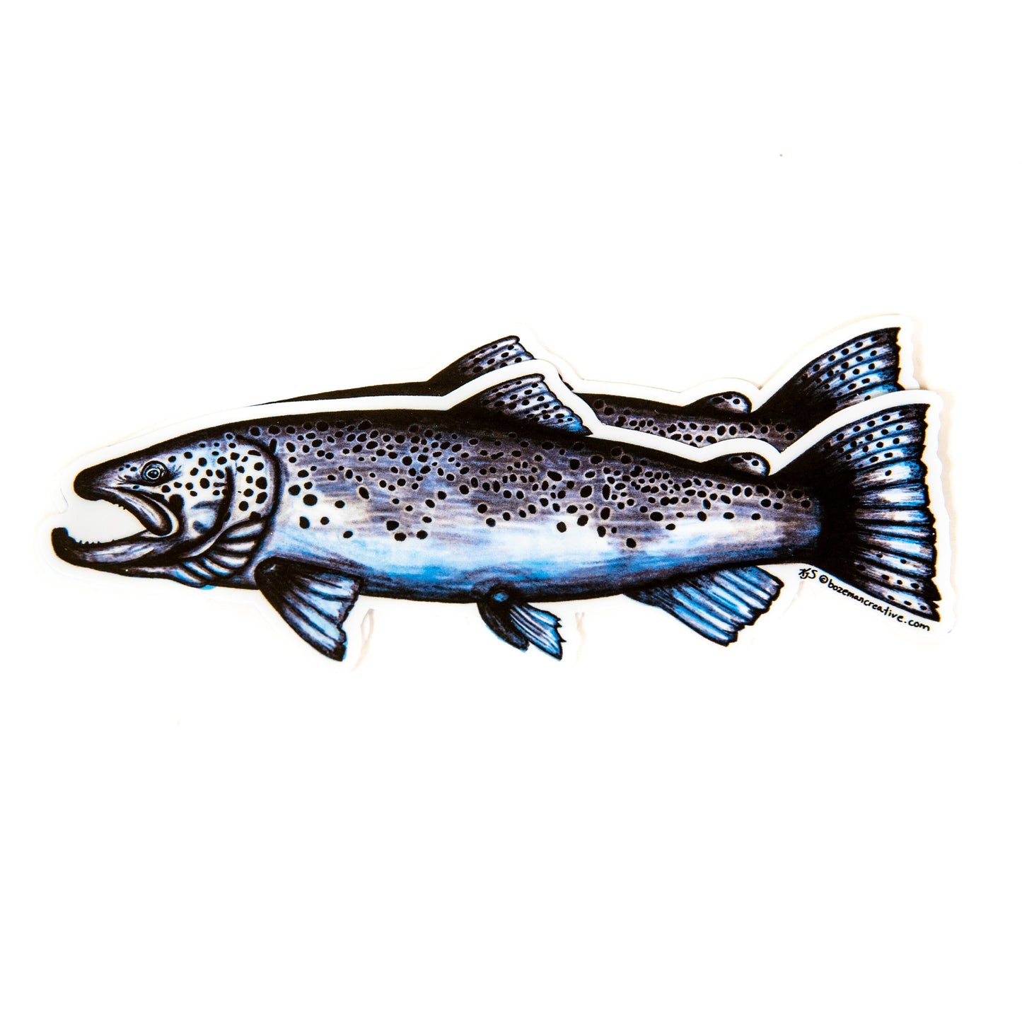Brown Trout Sketch - Fly Fishing Sticker